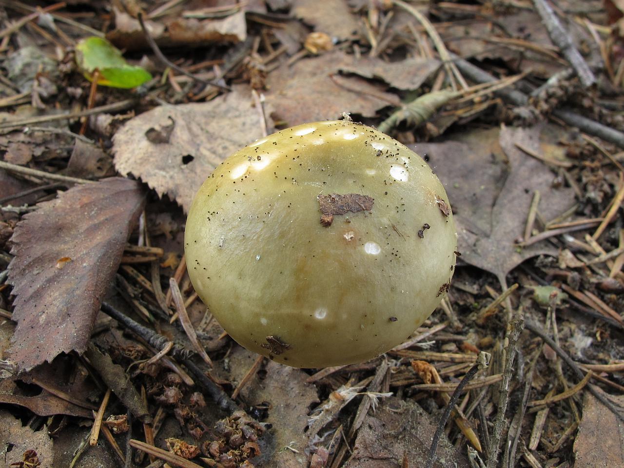Russula aeruginea