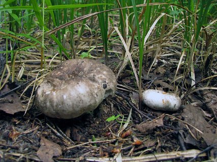 Russula albonigra
