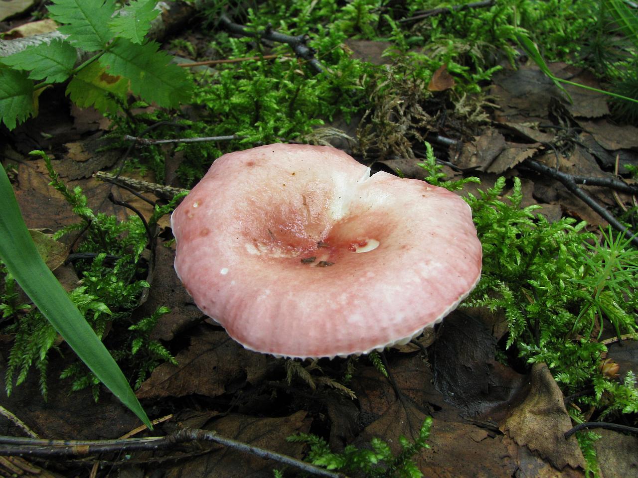Russula betularum