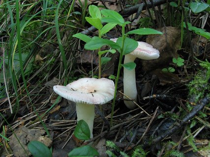 Russula betularum