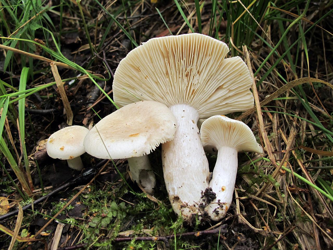 Russula betularum