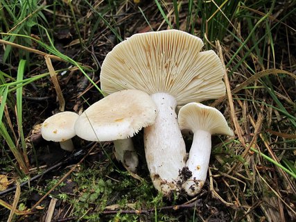 Russula betularum