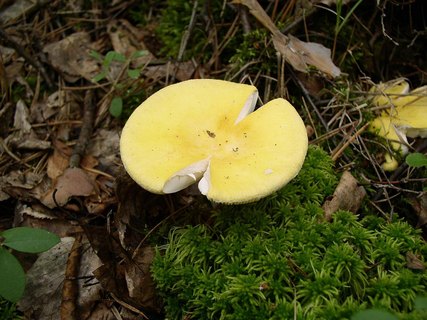Russula claroflava