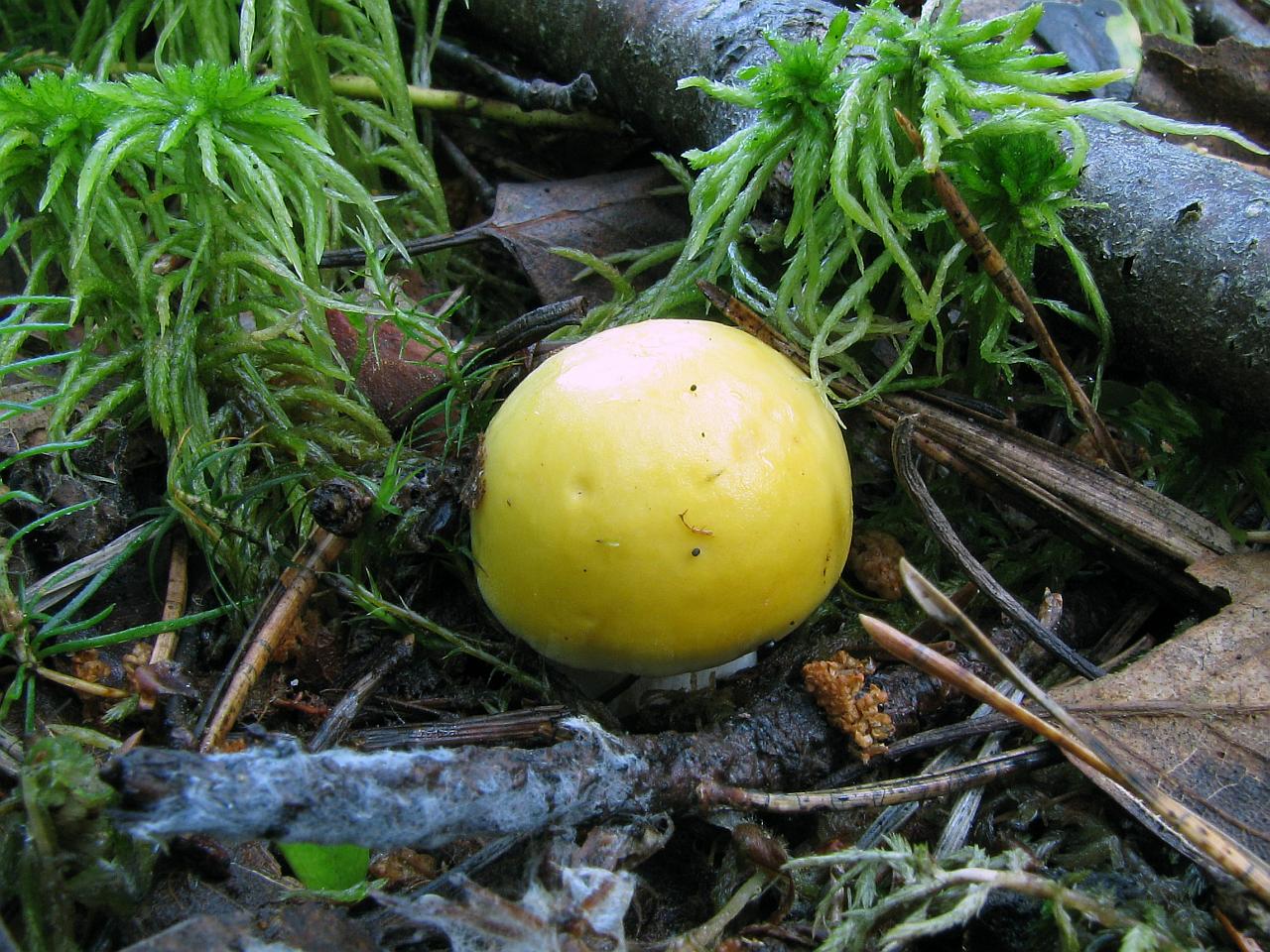 Russula claroflava