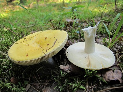 Russula claroflava