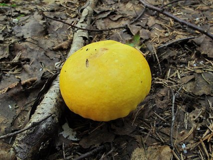 Russula claroflava