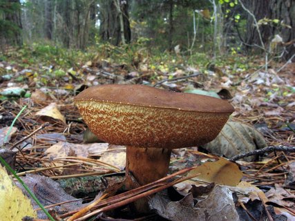 Imleria badia