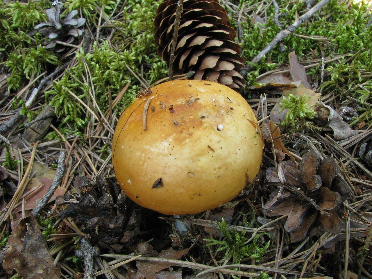 Russula decolorans