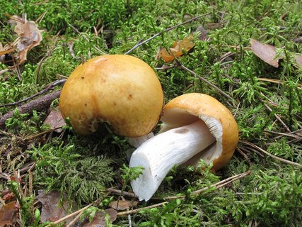 Russula decolorans