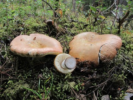 Russula decolorans