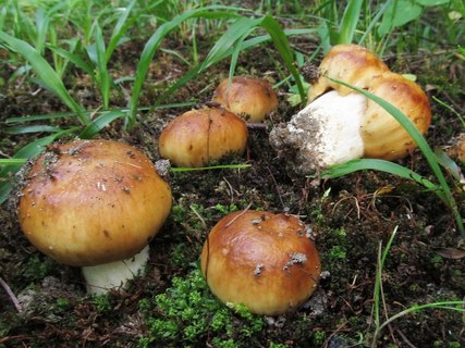 Russula foetens