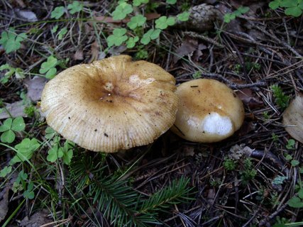 Russula foetens