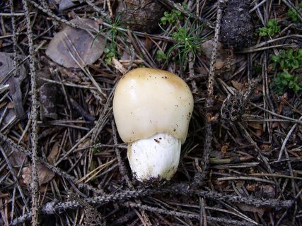 Russula foetens