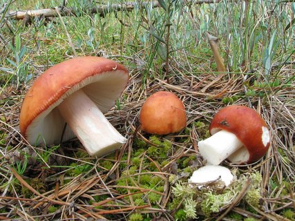 Russula paludosa