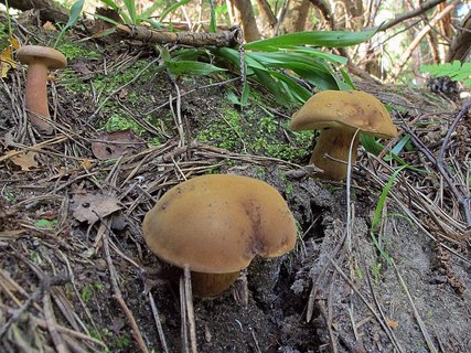 Imleria badia