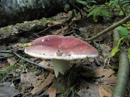 Russula vesca