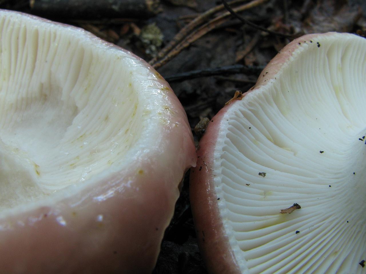 Russula vesca