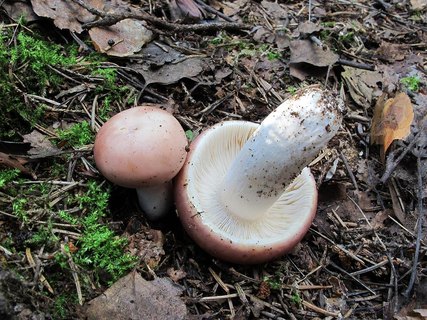 Russula vesca