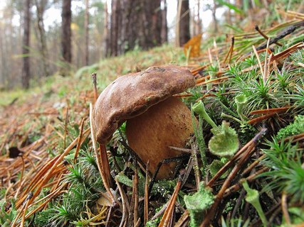 Imleria badia