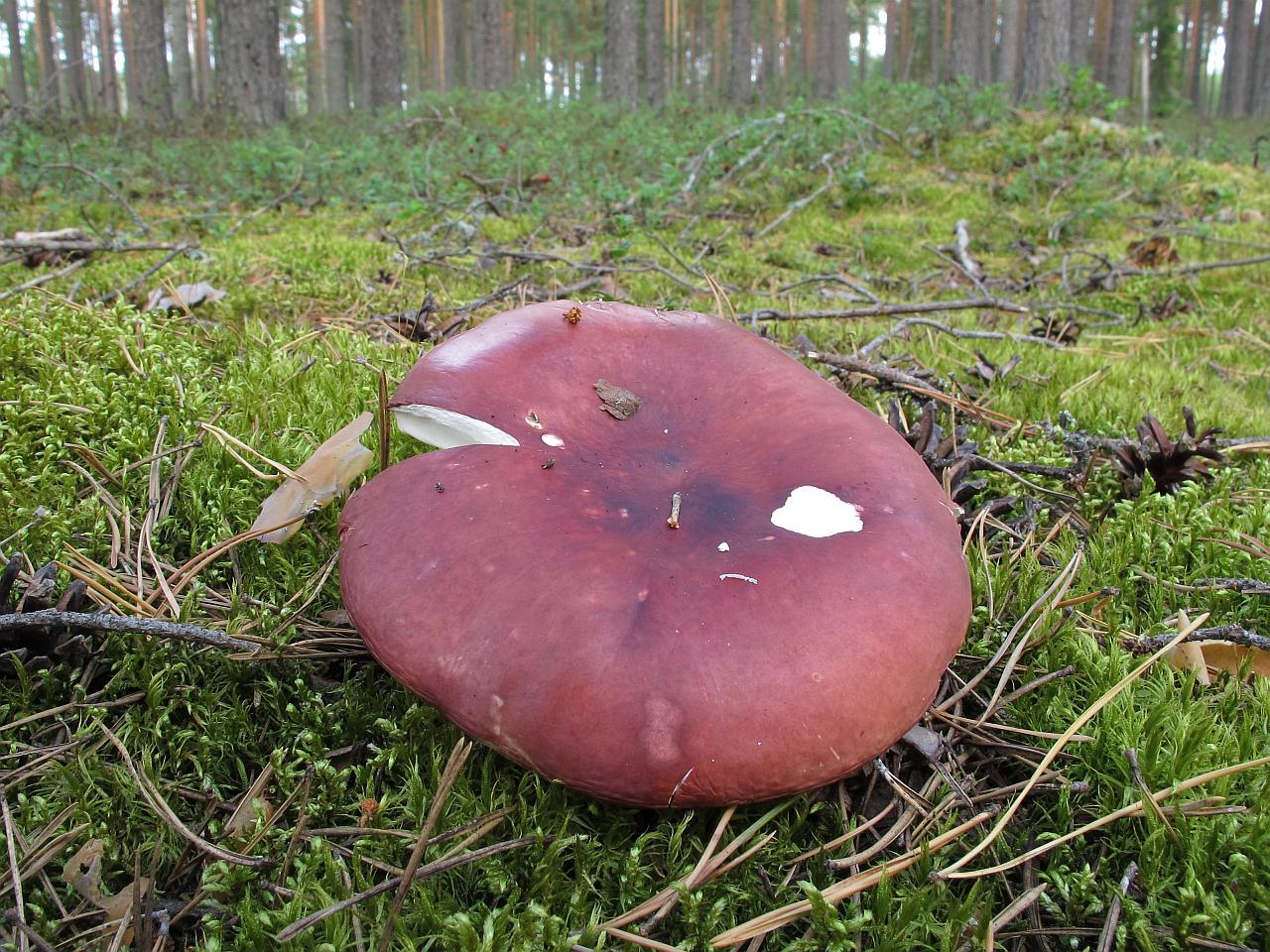 Russula xerampelina