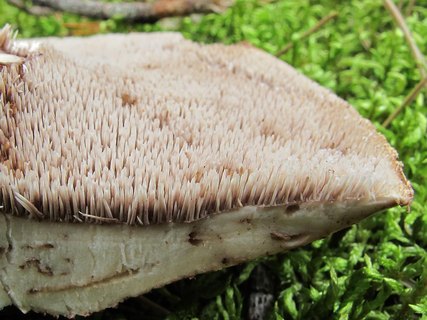 Sarcodon scabrosus