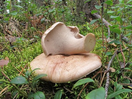 Sarcodon scabrosus