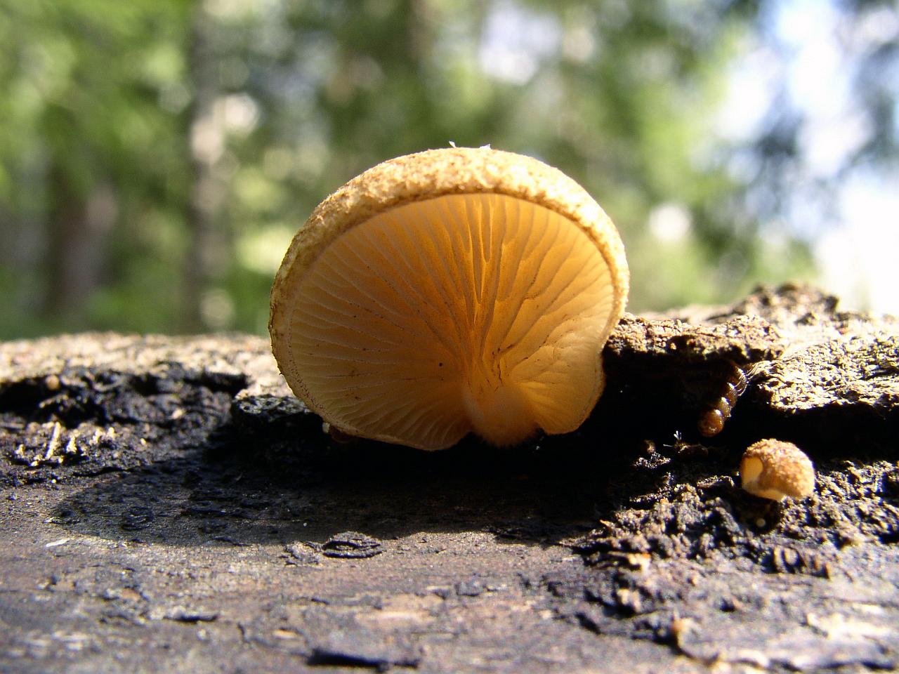 Panellus serotinus