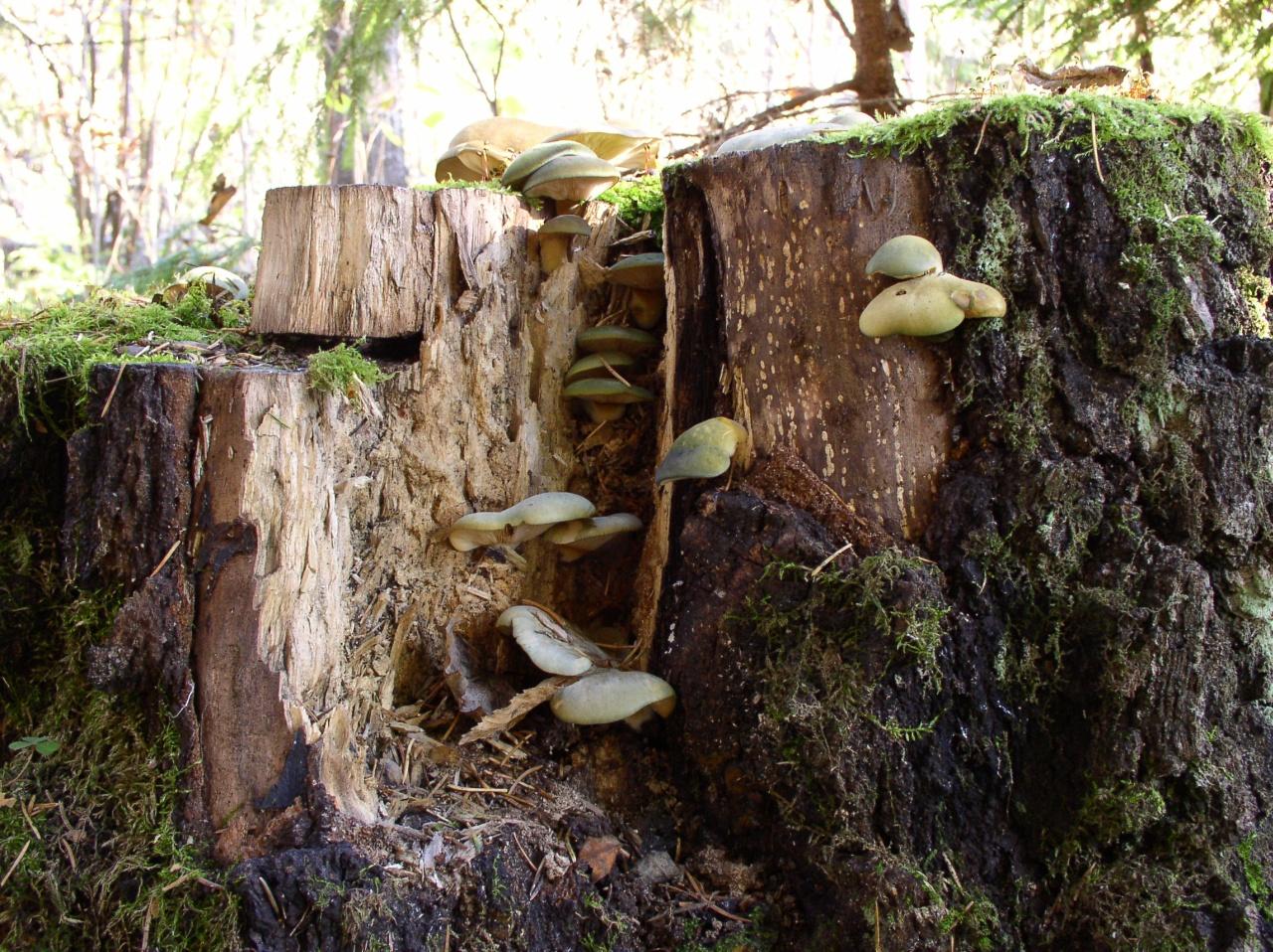 Panellus serotinus