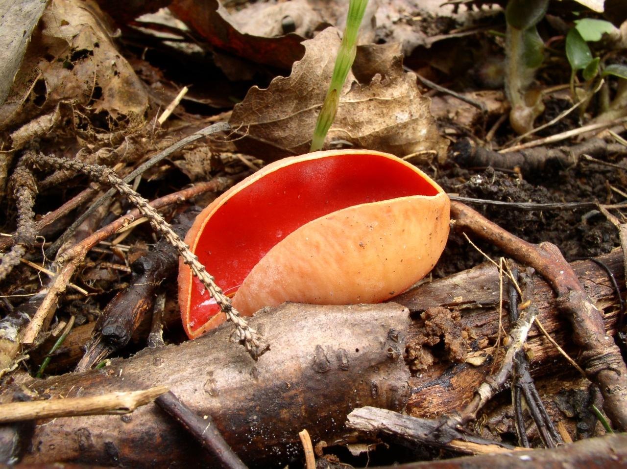 Sarcoscypha