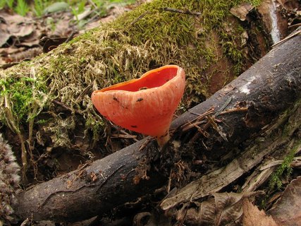 Sarcoscypha austriaca