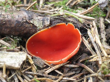 Sarcoscypha austriaca