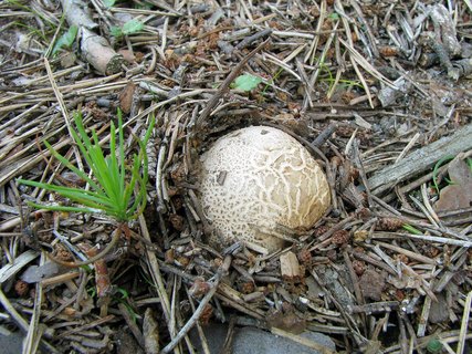 Scleroderma citrinum