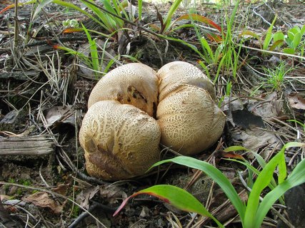 Scleroderma citrinum