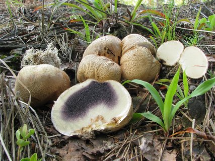 Scleroderma citrinum