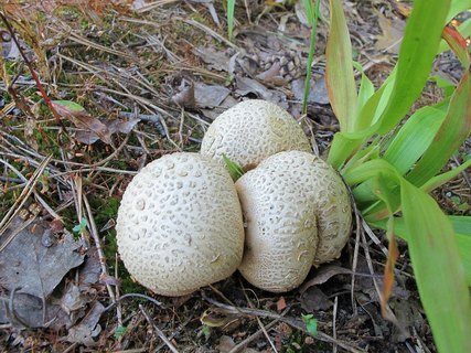 Scleroderma citrinum