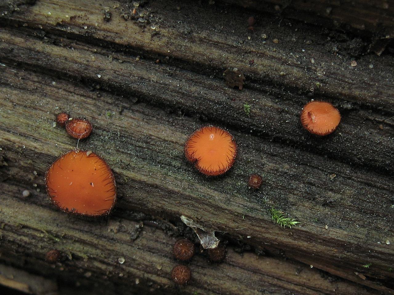Scutellinia
