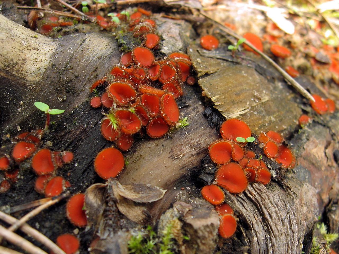 Scutellinia scutellata