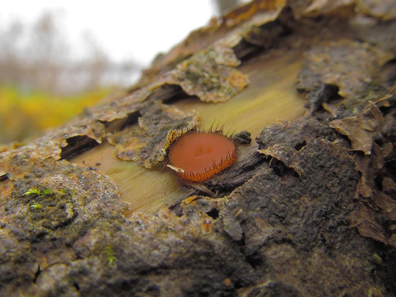 Scutellinia scutellata