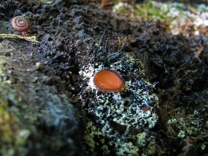 Scutellinia scutellata