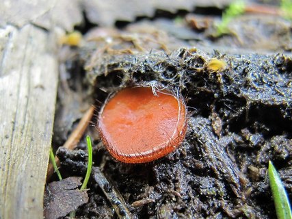 Scutellinia scutellata