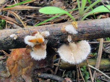Schizophyllum commune