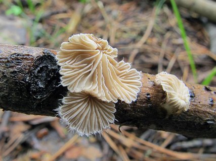 Schizophyllum commune