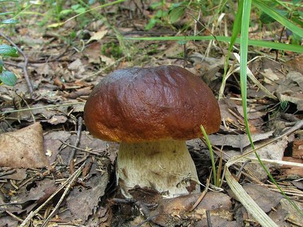 Boletus edulis