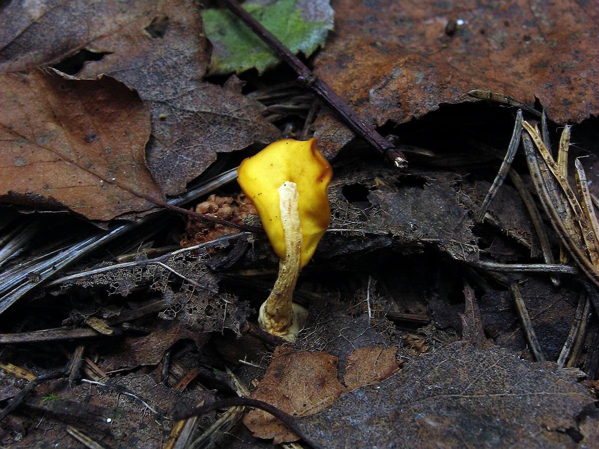 Spathularia