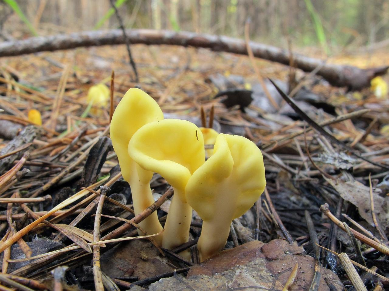 Spathularia flavida