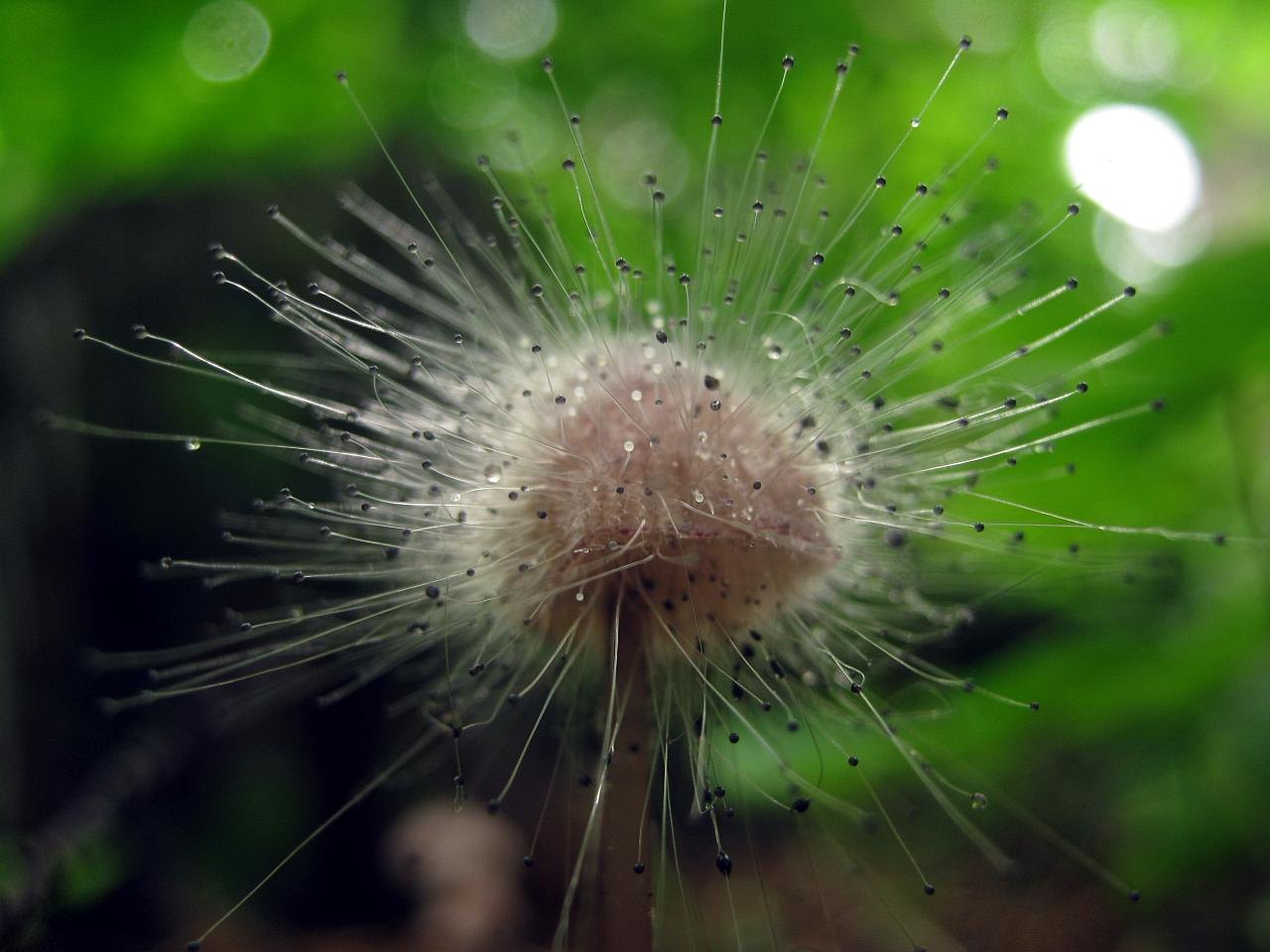 Spinellus