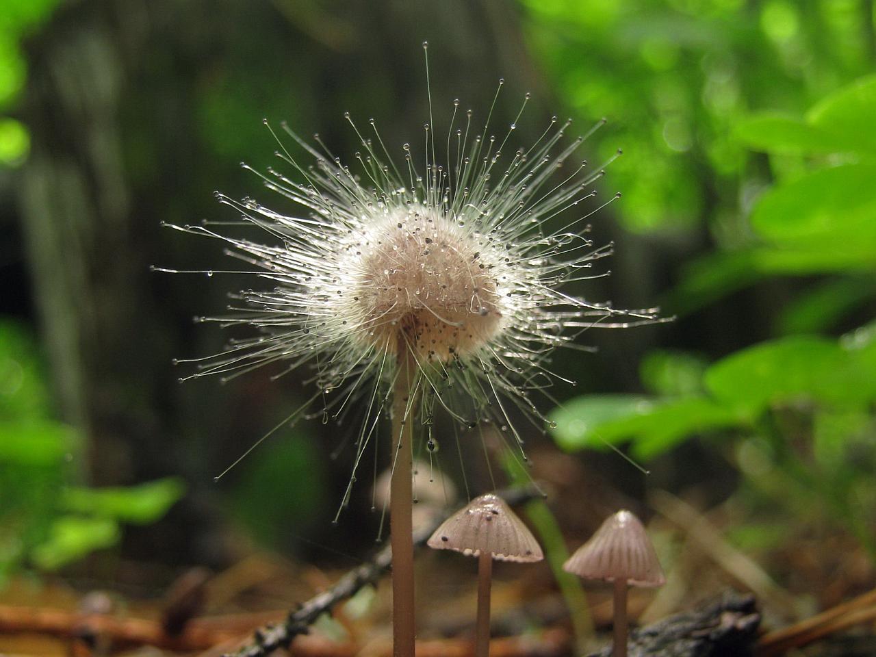 Spinellus fusiger