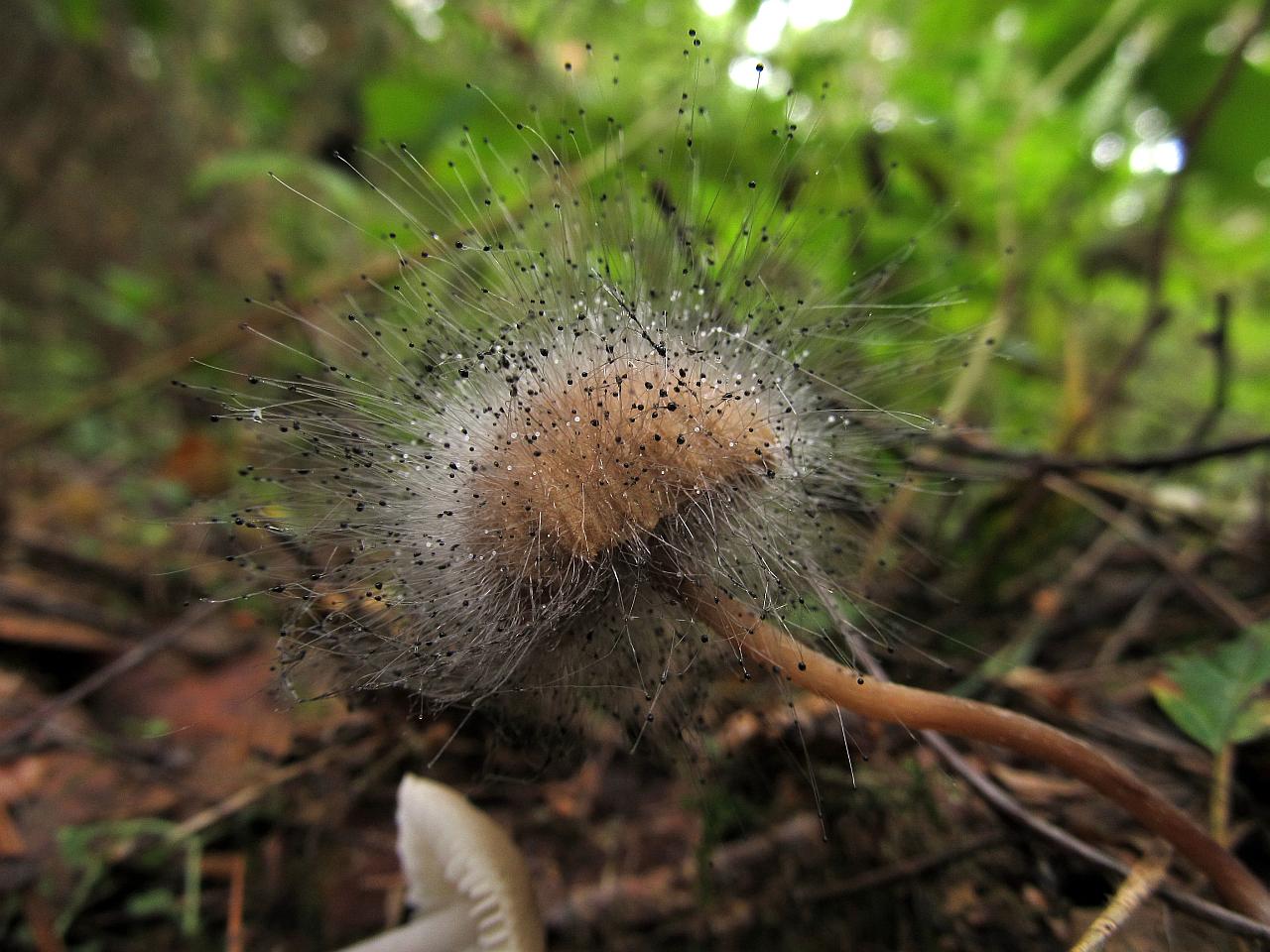 Spinellus fusiger