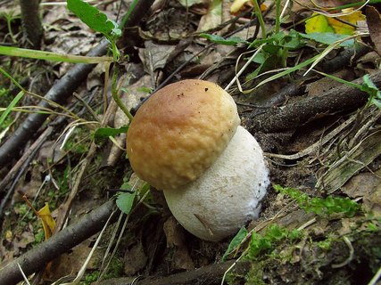 Boletus edulis