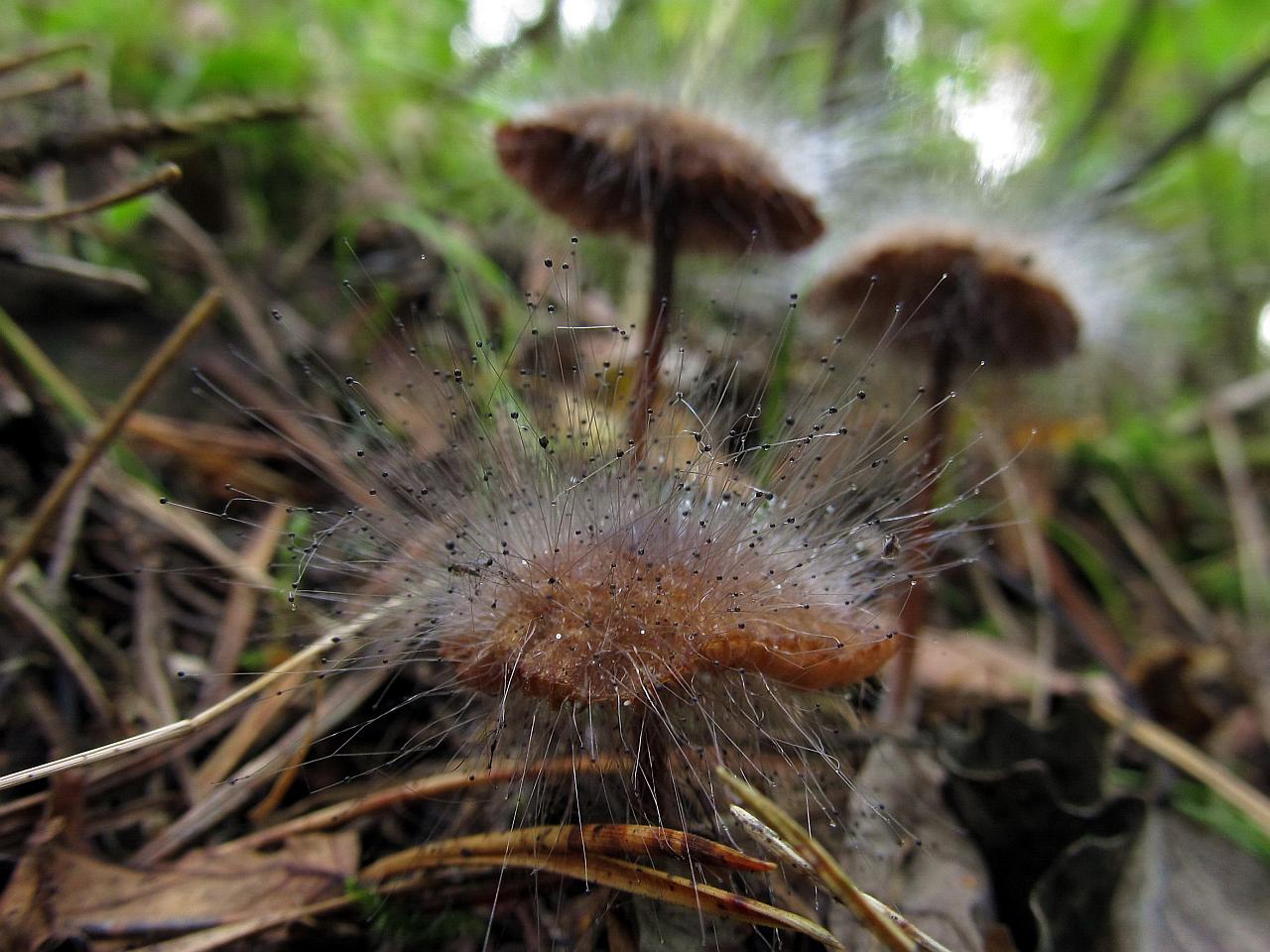 Spinellus fusiger